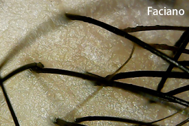 法姿優乾洗頭 使用後