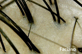 法姿優乾洗髮 使用後