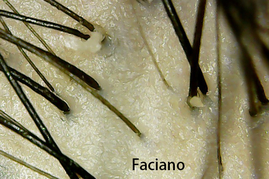 乾洗髮 乾洗頭 洗頭前 法姿優